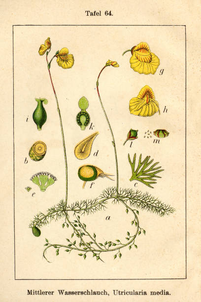 istock Botanic FiA v10 t64 Utricularia media 472050977