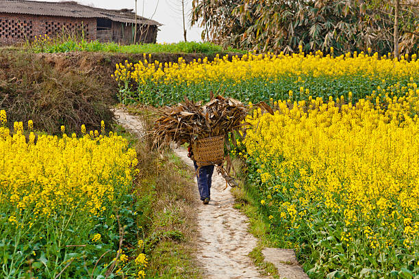 rurales de china - fleld fotografías e imágenes de stock