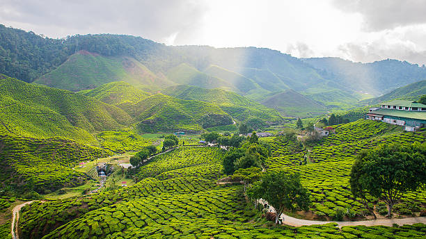 istock Tea plantation Cameron highlands, Malaysia 472052984