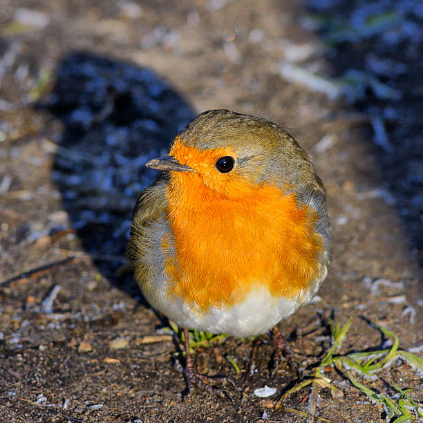 The European robin is a confident little bird, well known as the gardener's companion, and always on the look-out for worms. In winter they become even more bold, either paying little heed to people passing by or looking to be fed. On cold days such as this, with frost riming the grass, a robin can look like nothing more than a fluffed-up, round ball of feathers. In the UK, robins are the most populatr subject on greetings cards at Christmas.