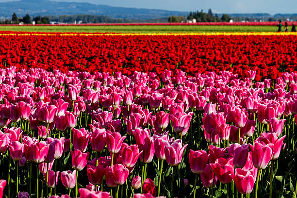 istock Skagit Valley Oregon Tulip Fields 472053958