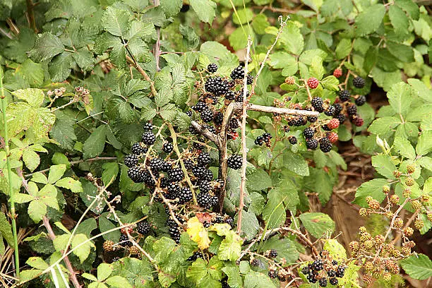 Bunch of blackberries and redberries on a farm.