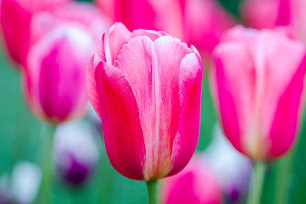 istock Skagit Valley Oregon Tulip Fields 472054102