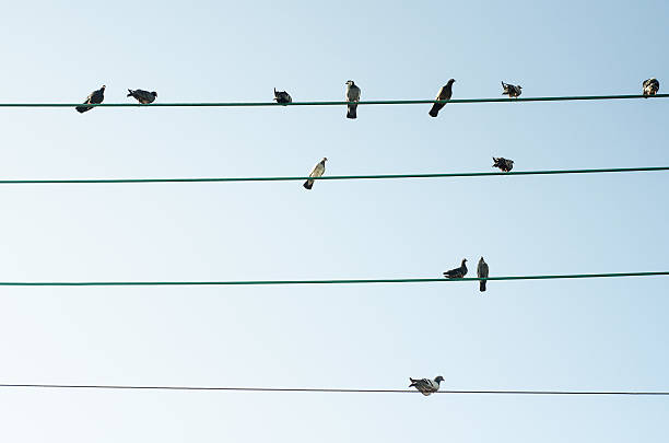 istock pigeons parched on four power lines 472054232