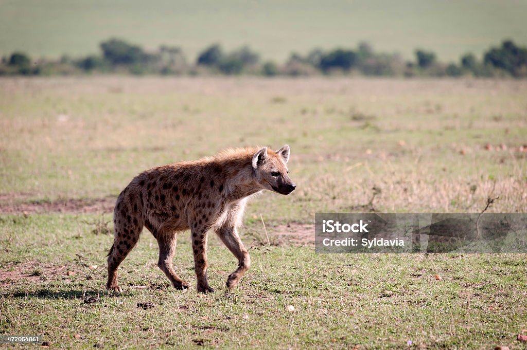 hiena - Zbiór zdjęć royalty-free (Afryka)