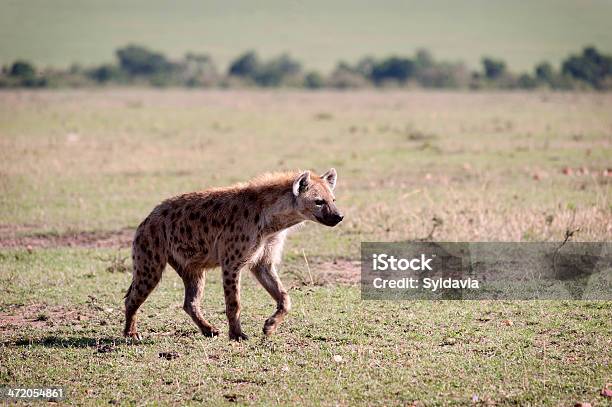 Hiena - zdjęcia stockowe i więcej obrazów Afryka - Afryka, Bez ludzi, Czujność
