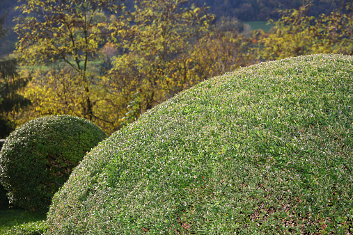 hedge of bushes in a garden of a venetian  villa cut as big and fluffy pillows of leaves