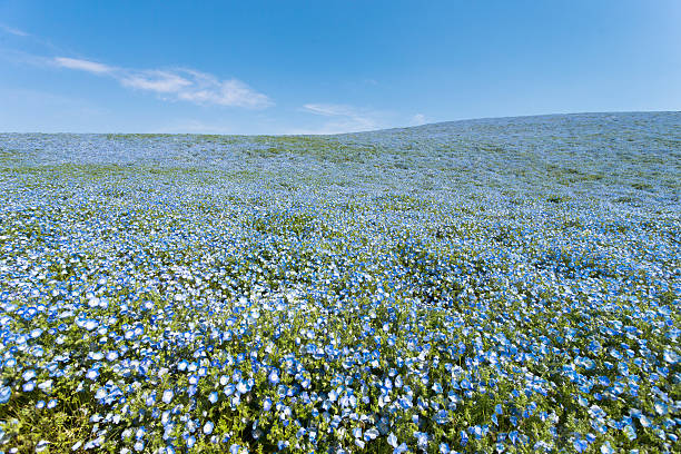 istock Nemophila Baby blue eyes 472054877