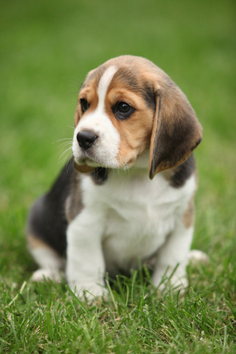 Gorgeous beagle puppy in the garden looking at you