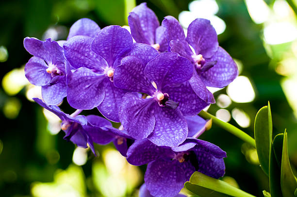 Orchid close-up