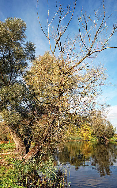 柳の木、川の景観 - untere havel ストックフォトと画像