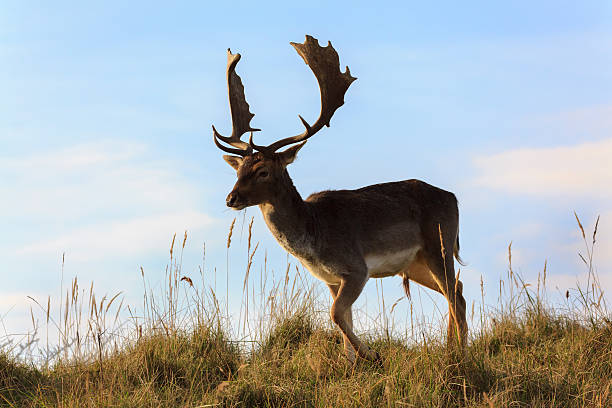 Fallow deer atop a dune Male fallow deer atop a dune in the Amsterdam water win area in the Neterlands. fallow deer photos stock pictures, royalty-free photos & images