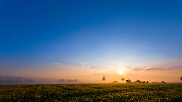 istock Autumn Sunrise over Miles of Soybean Fields 472056531