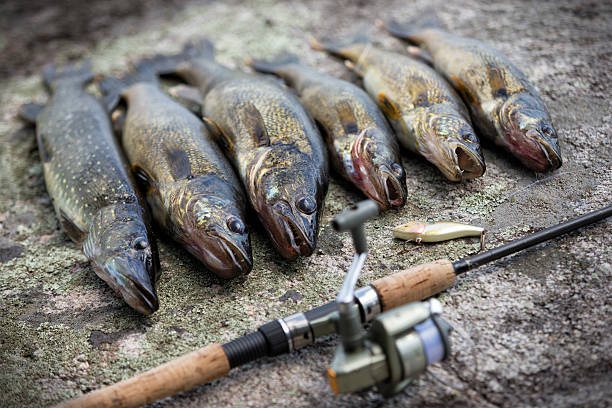 Catch of the day on a fly in fishing trip into Ontario, Canada. Five walleye and one Northern Pike along a rapala lure and open faced fishing reel and rod.