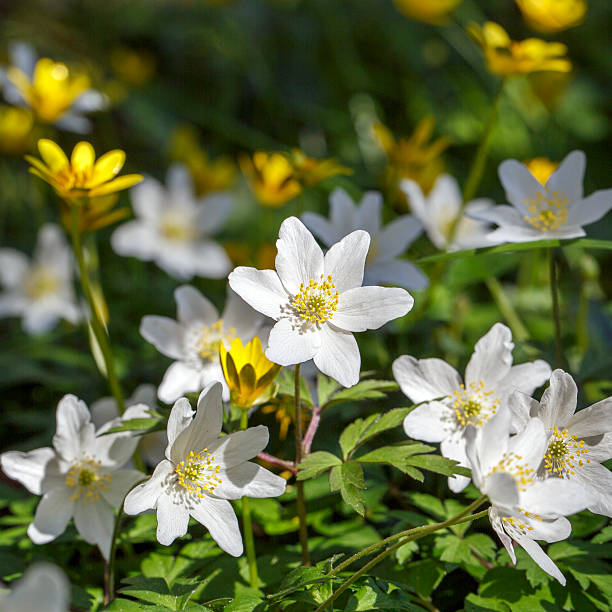 ヤブイチゲ - yellow wood anemone ストックフォトと画像