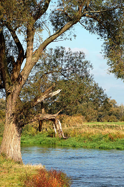 柳の木、川の景観 - untere havel ストックフォトと画像