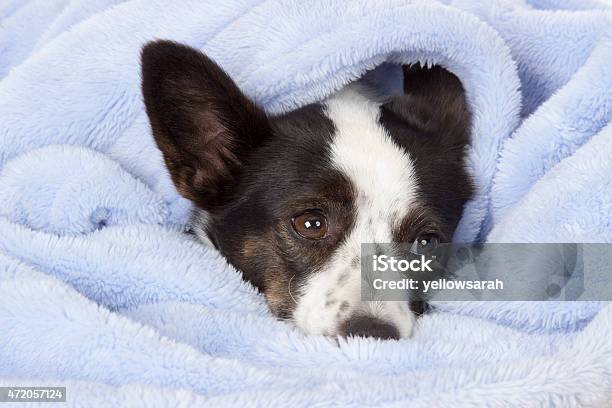 Snuggled Puppy Stock Photo - Download Image Now - Blanket, Dog, Wrapped