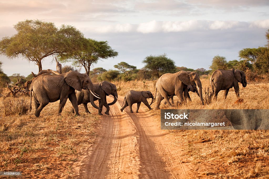 Elephant family at dawn, Africa A family of elephants in Tarangire National park, Tanzania. Safari Stock Photo