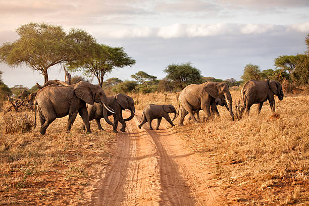 Elephant family at dawn, Africa A family of elephants in Tarangire National park, Tanzania. grassland in morning sunrise stock pictures, royalty-free photos & images