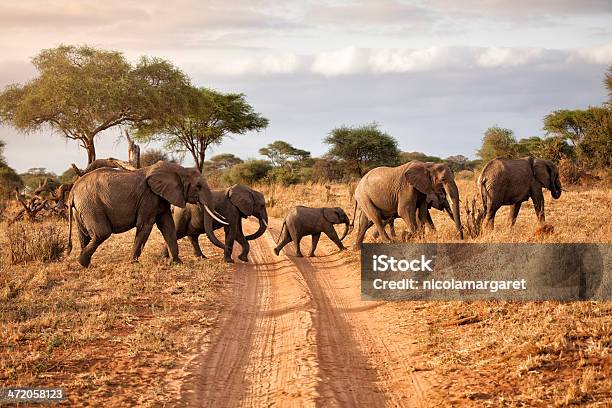 Elephant Family At Dawn Africa Stock Photo - Download Image Now - Safari, Elephant, Africa