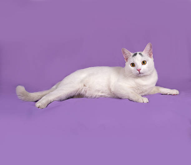 istock White cat with gray spots lies on lilac 472058162