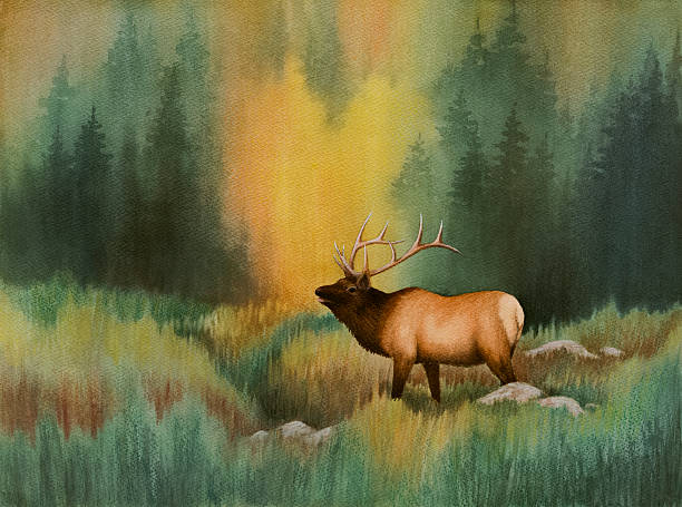 Bugling Elk Photograph of a water color painting. Original size 16" x 12", resolution 300 ppi. bugling photos stock pictures, royalty-free photos & images