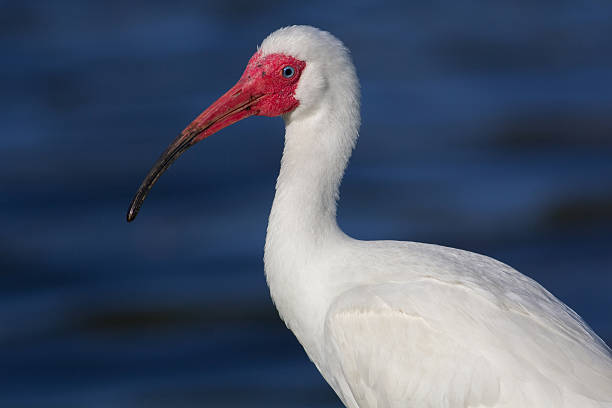 istock Portrait of an Ibis 472058508