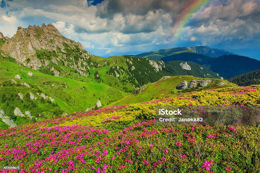 Stunning pink rhododendron flowers in the mountains,Ciucas,Carpathians,Romania Beautiful pink rhododendron flowers and wonderful rainbow,Ciucas mountains,Carpathians,Transylvania,Romania,Europe 2015 Stock Photo