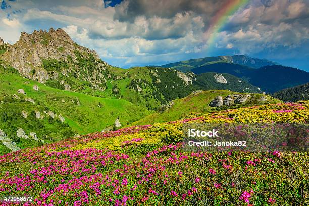 Stunning Pink Rhododendron Flowers In The Mountainsciucascarpathiansromania Stock Photo - Download Image Now