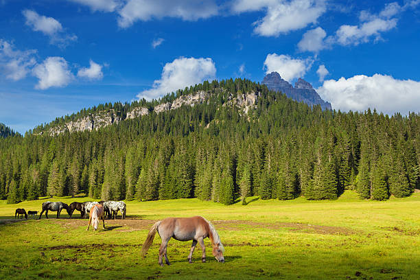 istock idyllic mountain pasture with grazing horses 472058735