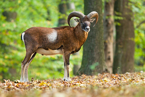 Watching mouflon / Ovis musimon / standing in the forest, blurred background