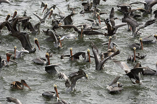 Dalmatian pelican (Pelecanus crispus)