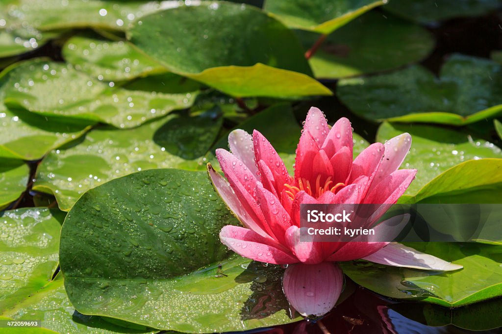 Water lily in a fountain A wet water lily in a fountain Beauty Stock Photo