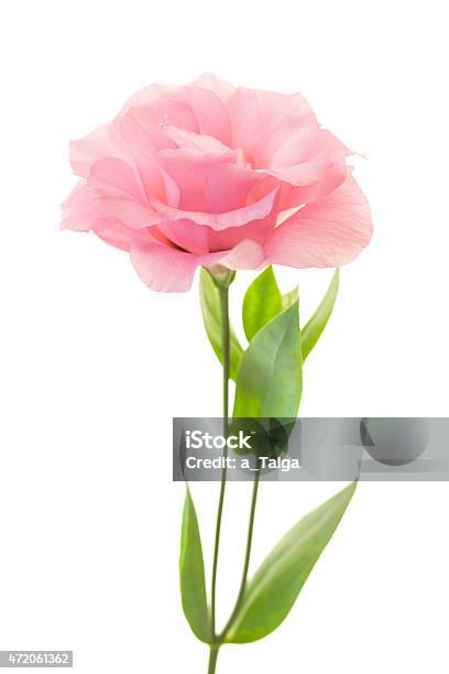 Fresh Pink Rose On White Background Stock Photo - Download Image Now - 2015, Beauty In Nature, Birthday
