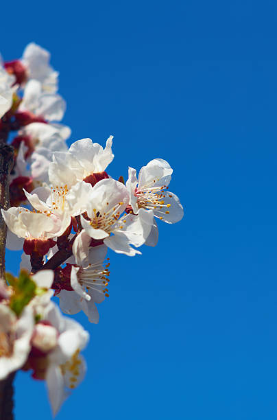 branche de fleur de printemps  - nature selective focus green vertical photos et images de collection