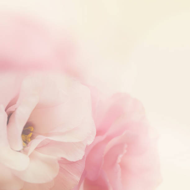 istock Vintage gentle flowers background 472061482