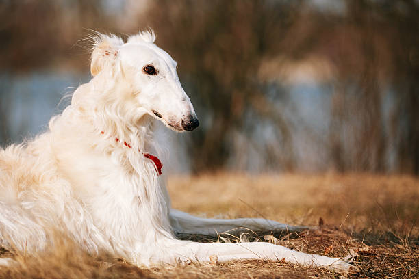 istock Dog Russian Borzoi Wolfhound Head , Outdoors Spring Autumn Time 472061762