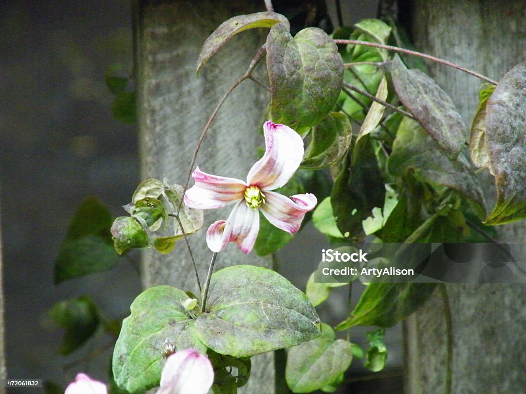 clematis A pale pink four petal clematis grows up a wooden fence. 2015 Stock Photo