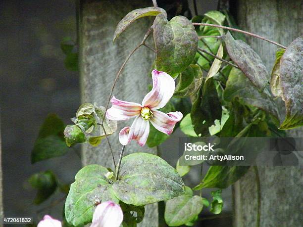 Clematis Stock Photo - Download Image Now - 2015, Clematis, Fence