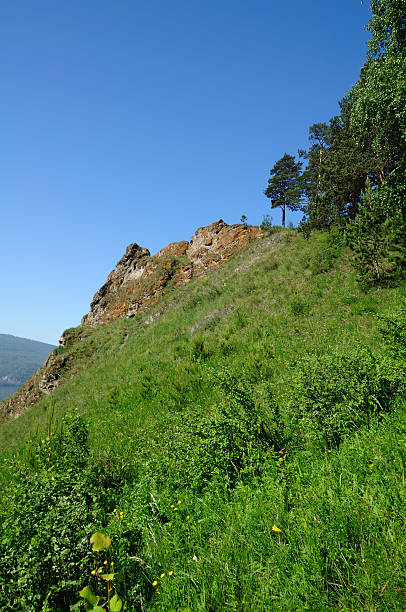 mountain landschaft. - schreckhorn uncultivated tree summer stock-fotos und bilder