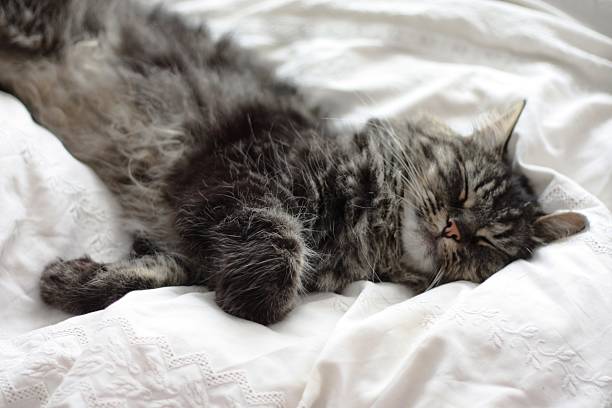 istock cute long haired black and brown tabby cat on white 472064318