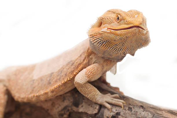 istock portrait of a bearded agama. 472064320