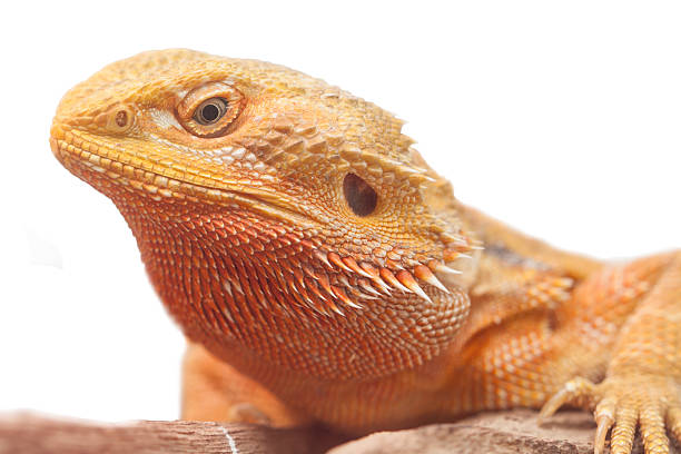 istock portrait of a bearded agama. 472064324
