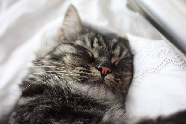 istock Very handsome cute long haired brown kitten 472064326