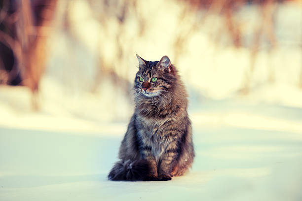istock Cute siberian cat relaxing outdoors on the snow 472064380