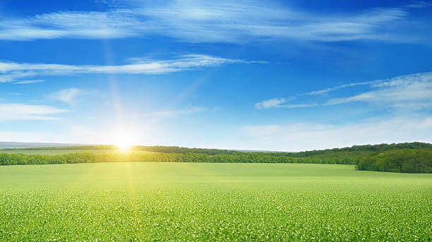 istock A green grass field with a sunrise 472064566