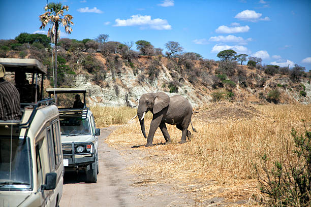 istock Safari vehicles with elephant 472064881