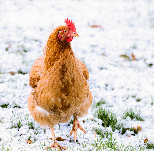 freilandhuhn hühnchen im schnee - rhode island red huhn stock-fotos und bilder