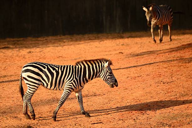 zebra - zebra walk stock-fotos und bilder