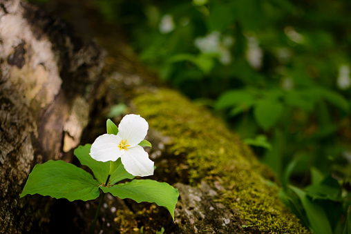 A white trillium wildflower next to an old log.  A scene from the spring in a MIchigan forest.